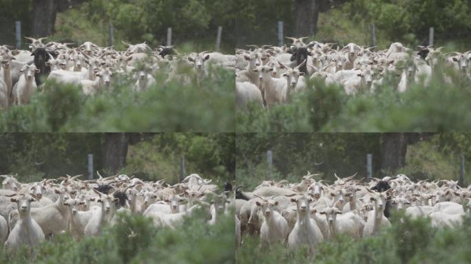 农业养殖羊群视频原素材hlg