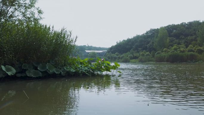 4k野生荷花场景素材