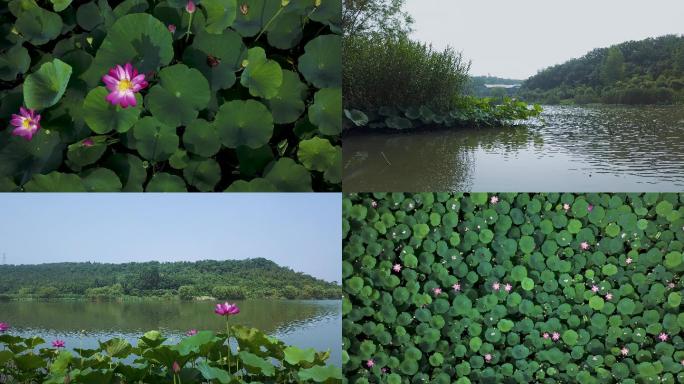 4k野生荷花场景素材