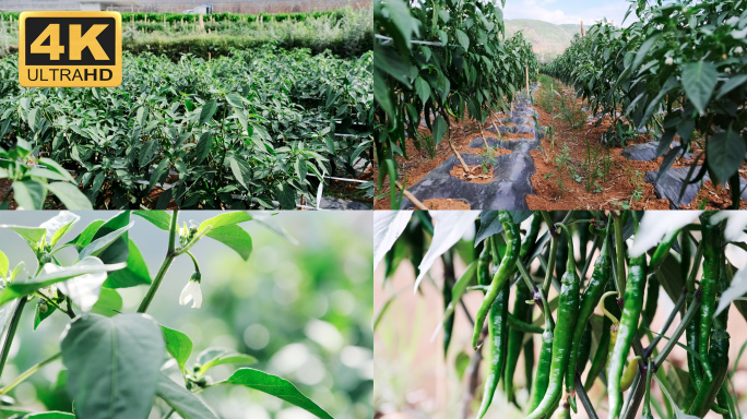 【4K】实拍辣椒素材，辣椒4K素材