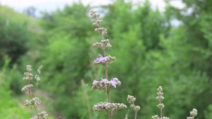 黄荆