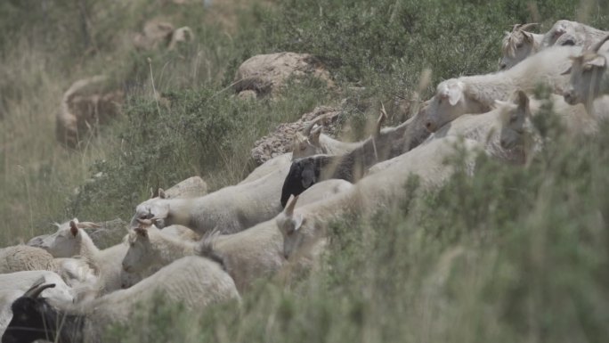 农业养殖羊群视频原素材hlg