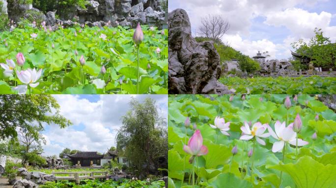 【4K】夏日荷塘、莲花池