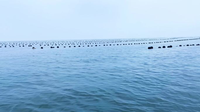 深海养殖业养殖海参牡蛎海带