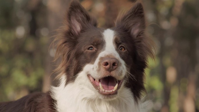 牧羊犬,狗