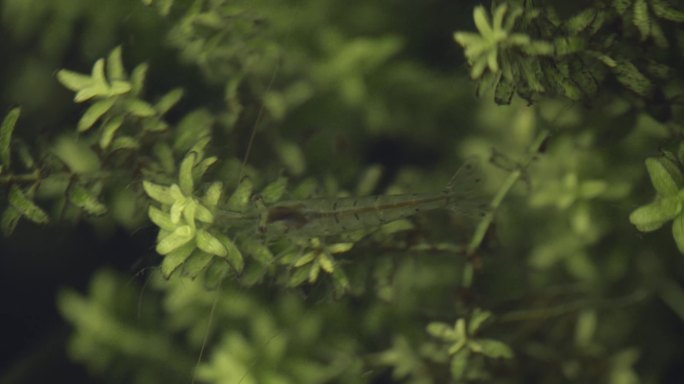 淡水小虾水草中