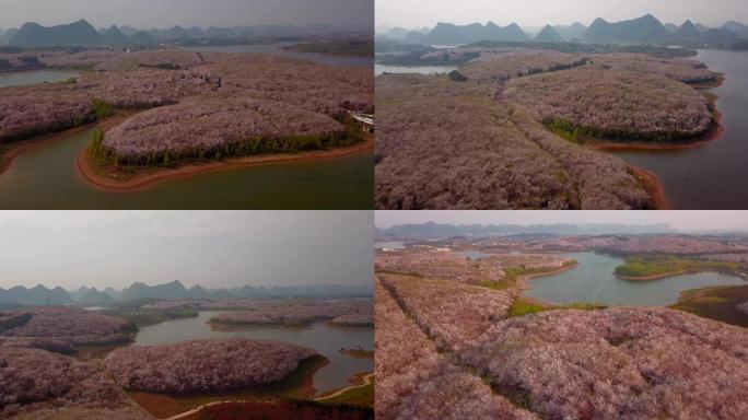 贵州平坝世界最大樱花园航拍视频素材