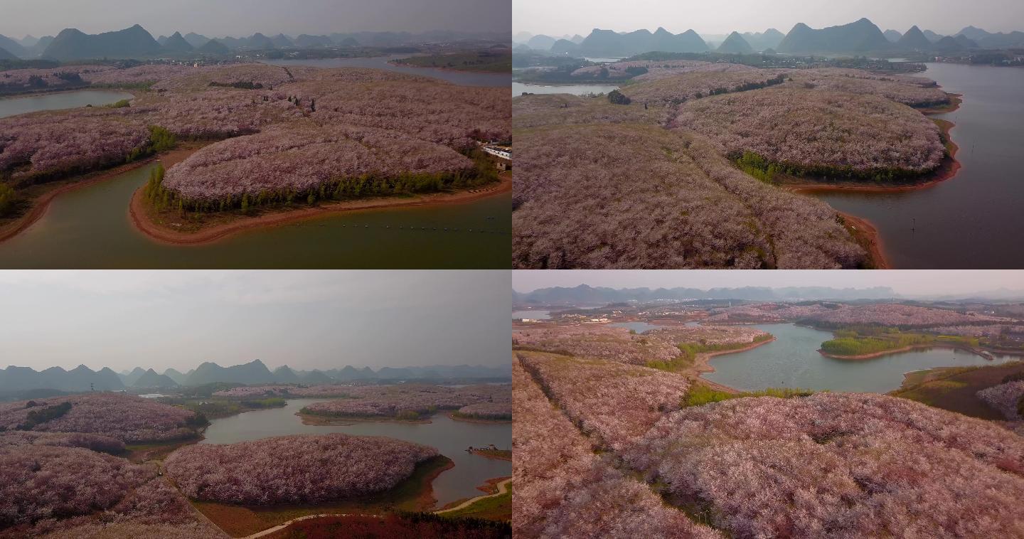 贵州平坝世界最大樱花园航拍视频素材