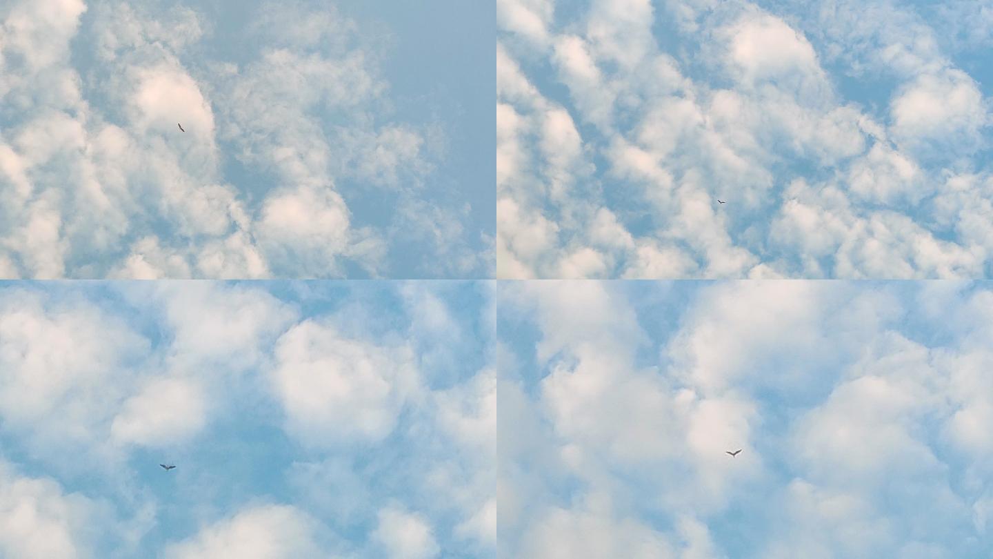 实拍天空中飞翔的雄鹰（4K）