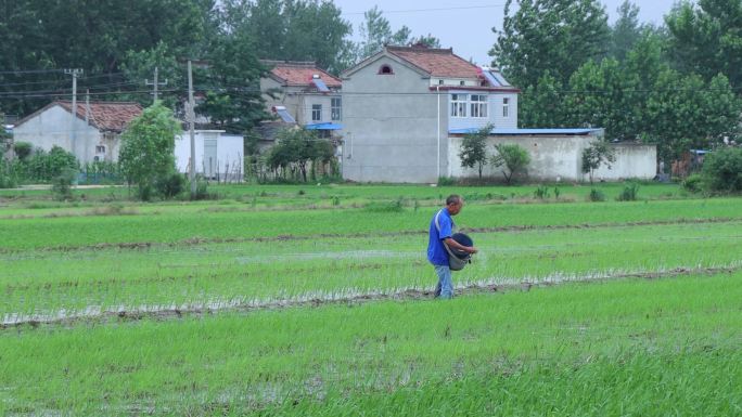 农村农民在水稻田播种撒种