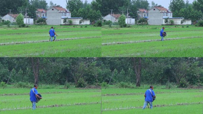农村农民在水稻田播种撒种
