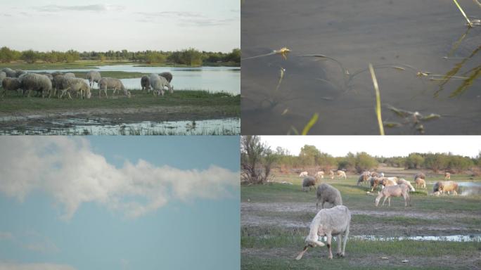 湿地草原绵羊吃草