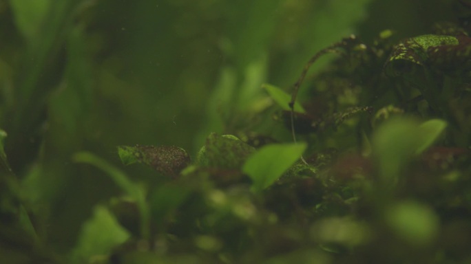 水草中的小河虾