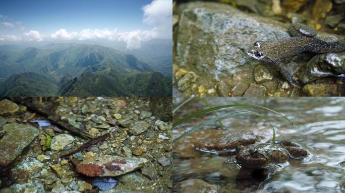 浙江九龙山山川延时九龙山山林