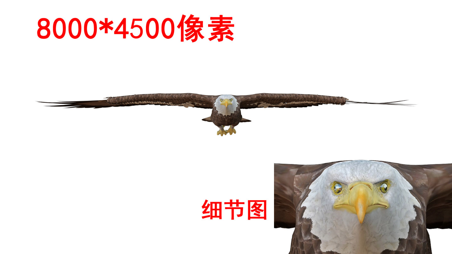 老鹰雄鹰8k（4）-通道循环