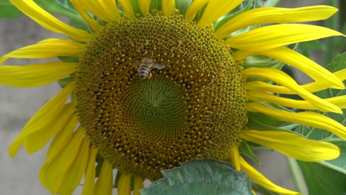 8组葵花蜜蜂慢动作的