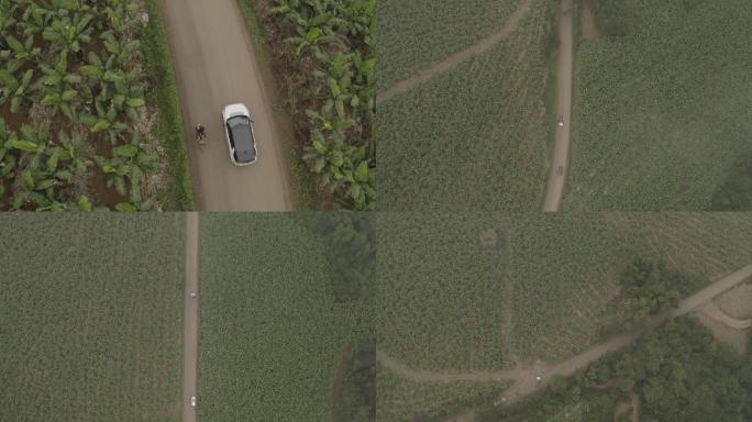 广西芭蕉林航拍