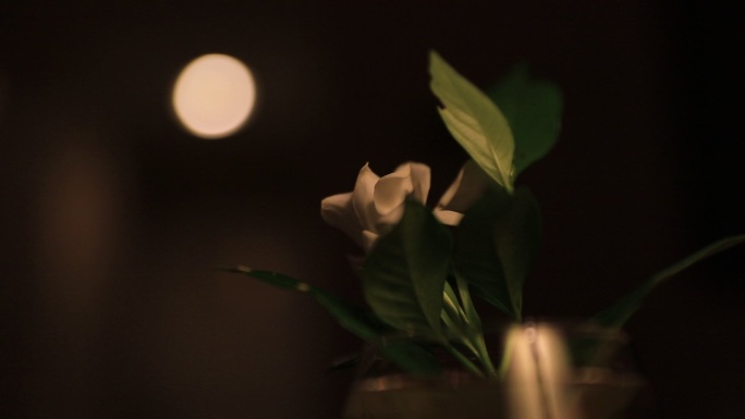 灯光下的栀子花