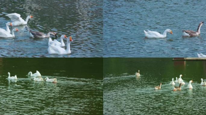 湖中闲游的白鹅