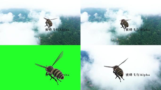 蜜蜂飞行Alpha透明通道