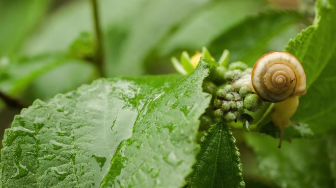 雨后树叶上爬行蜗牛