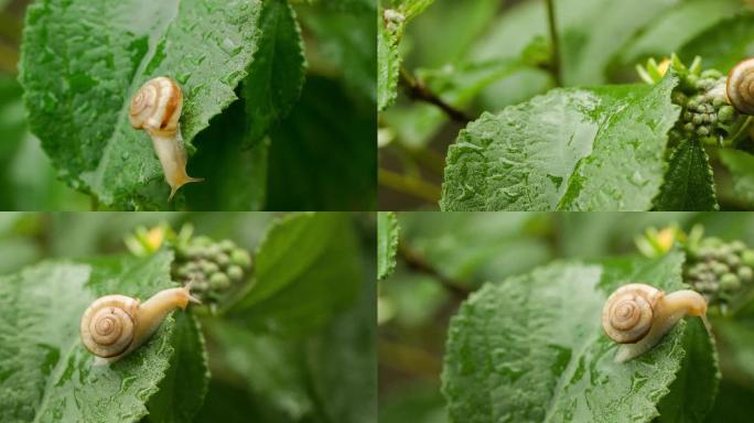 雨后树叶上爬行蜗牛