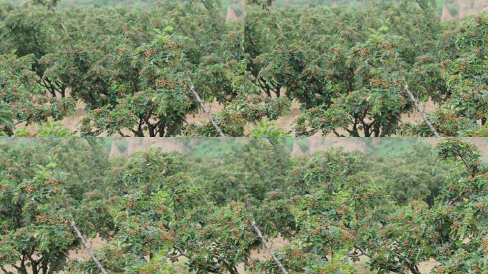 大红袍花椒种植02