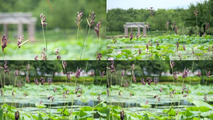 4k花草水竹芋水莲蕉再力花风中摇