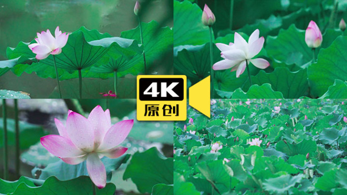 4K唯美荷花-实拍视频