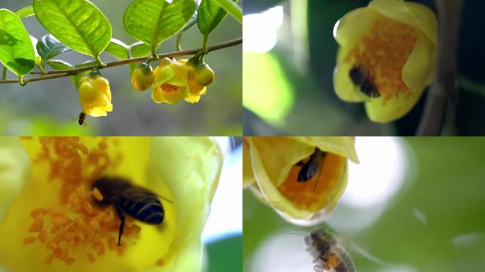 蜜蜂采蜜-金茶花
