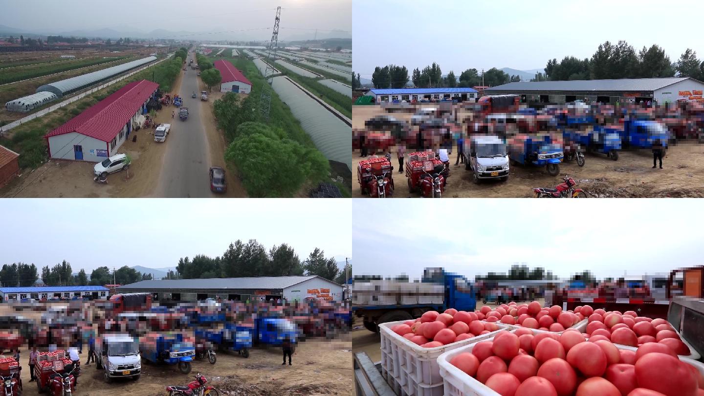 农村西红柿交易市场
