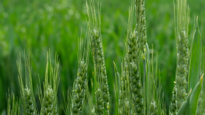 麦田-绿色希望-田野-绿色麦穗-麦子小麦