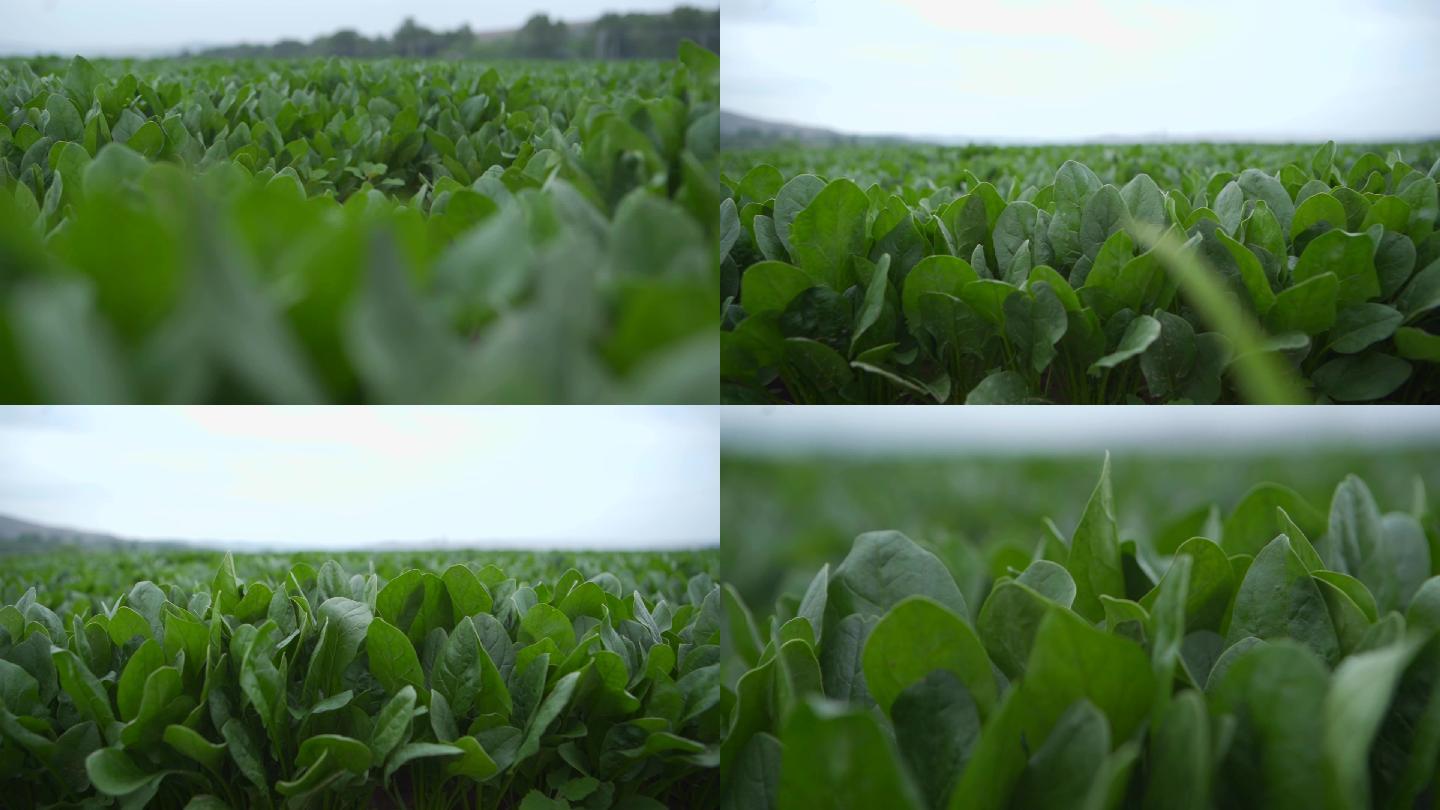 大面积种植万亩蔬菜基地