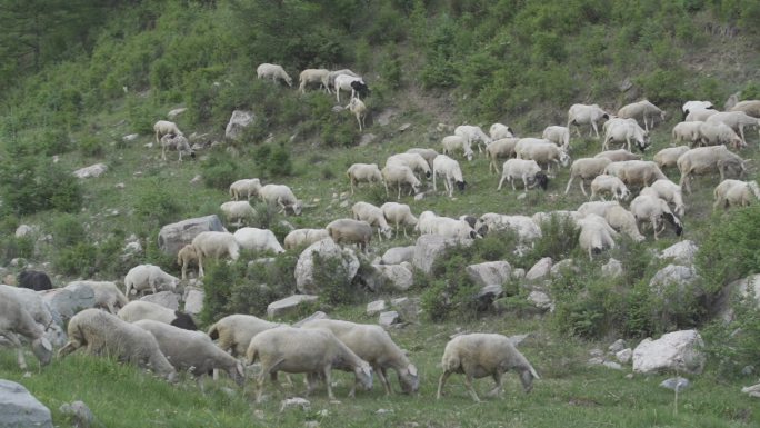 大山里的农业养殖羊群视频原素材