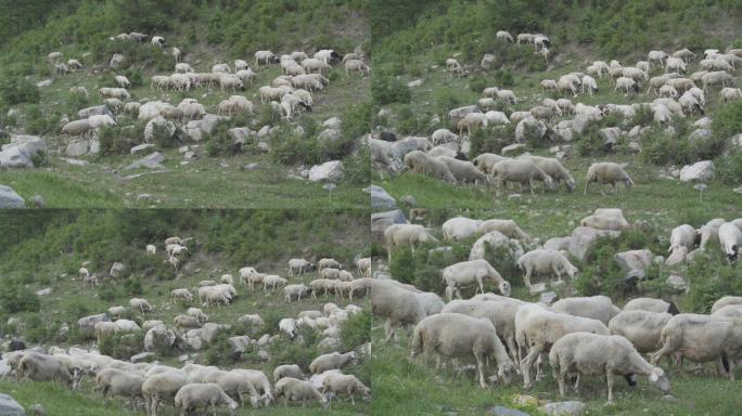 大山里的农业养殖羊群视频原素材