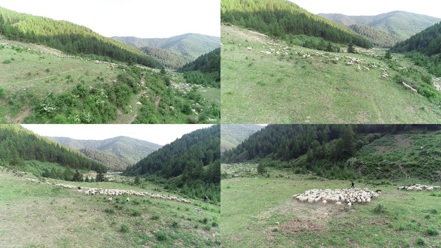 航拍大山里的农业养殖羊群视频原素材2.7