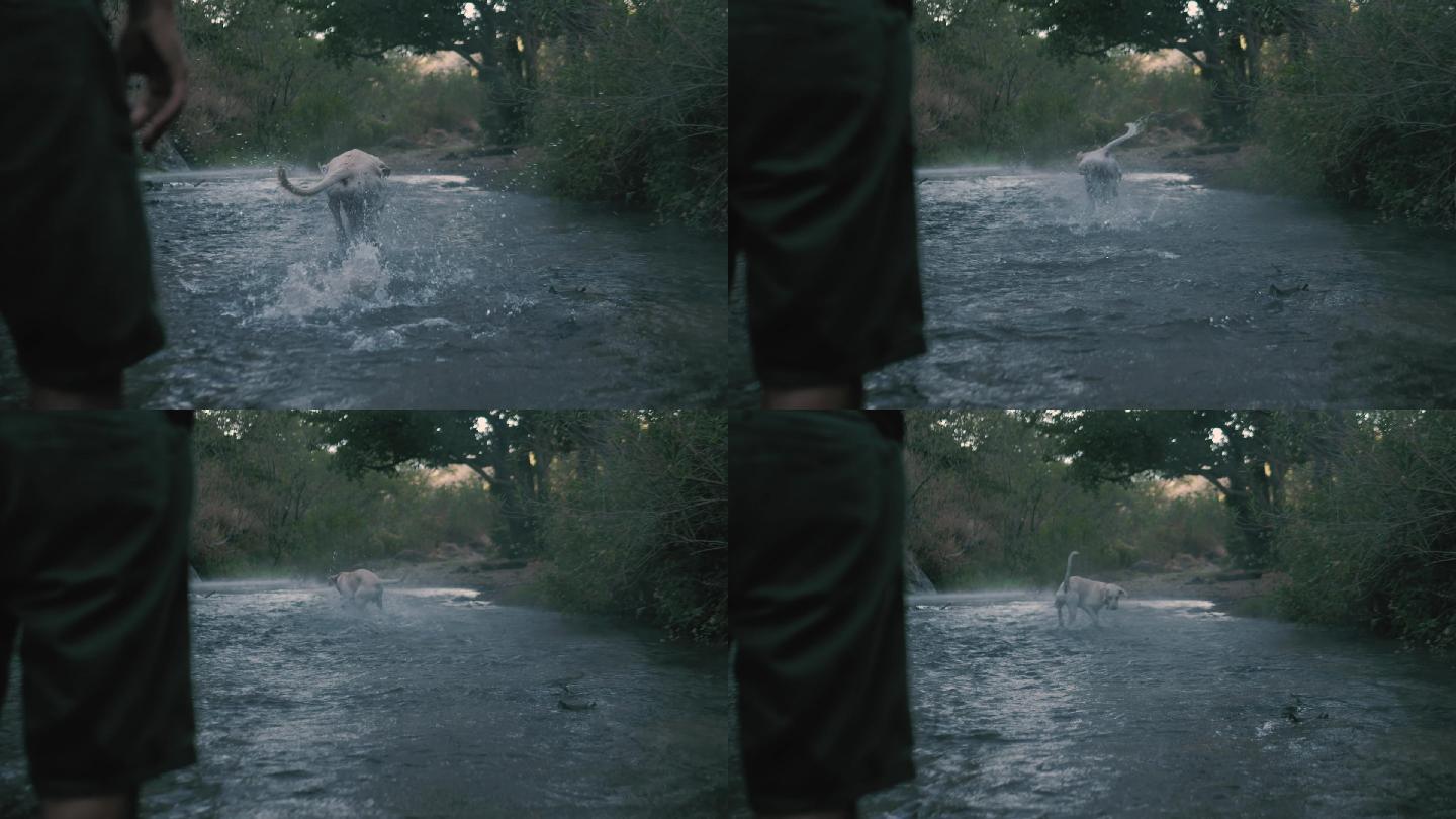 小狗在森林河里捕球奔跑高清视频