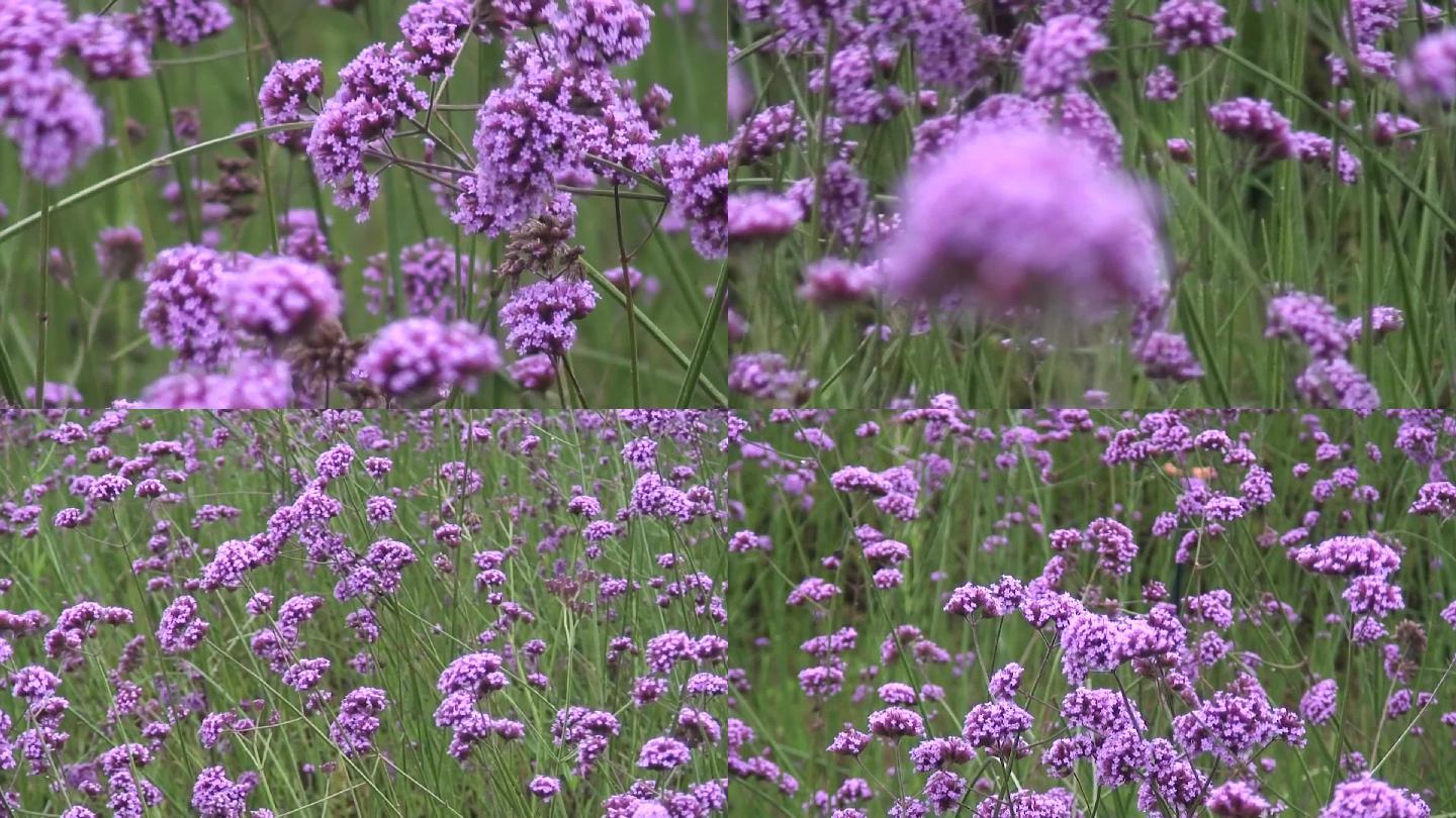 大风大雨中紫色马鞭草
