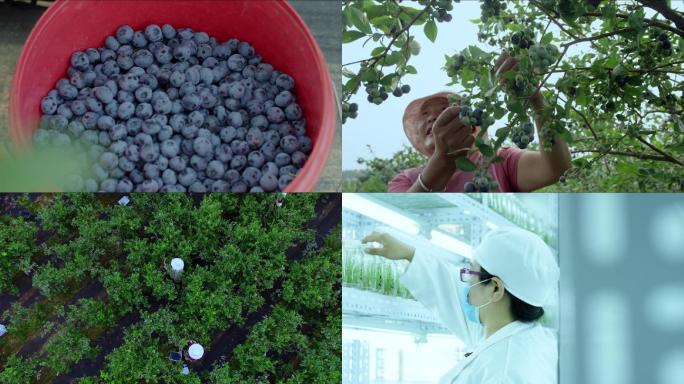 产业蓝莓