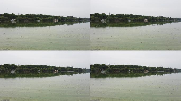 襄阳公园人工湖水发生水华