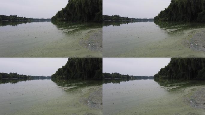 襄阳公园人工湖水发生水华