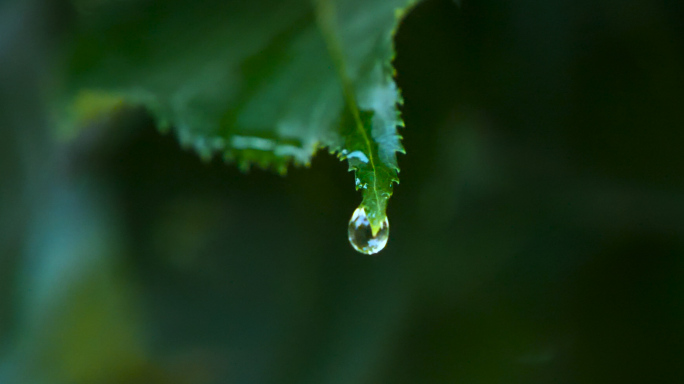 【4K原创】水滴雨后雨露