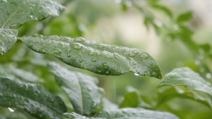 下雨、雨天、雨季