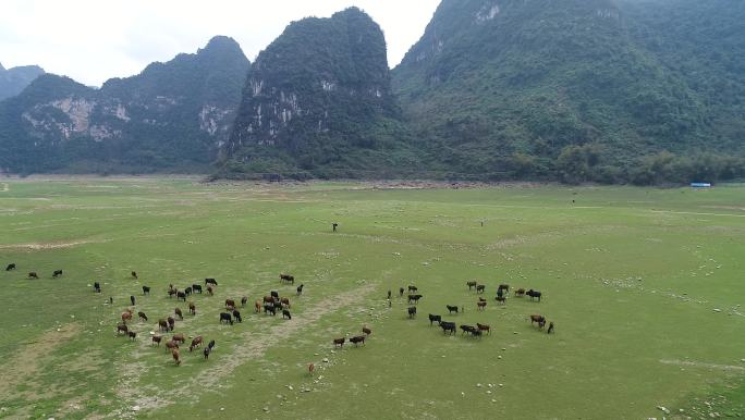 喀斯特草地放牛