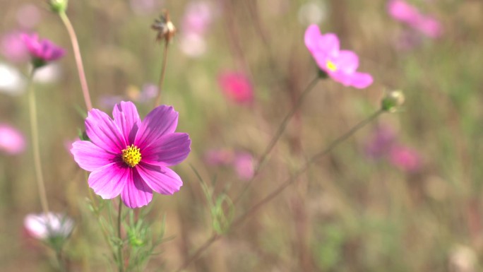 两朵小花和枫叶