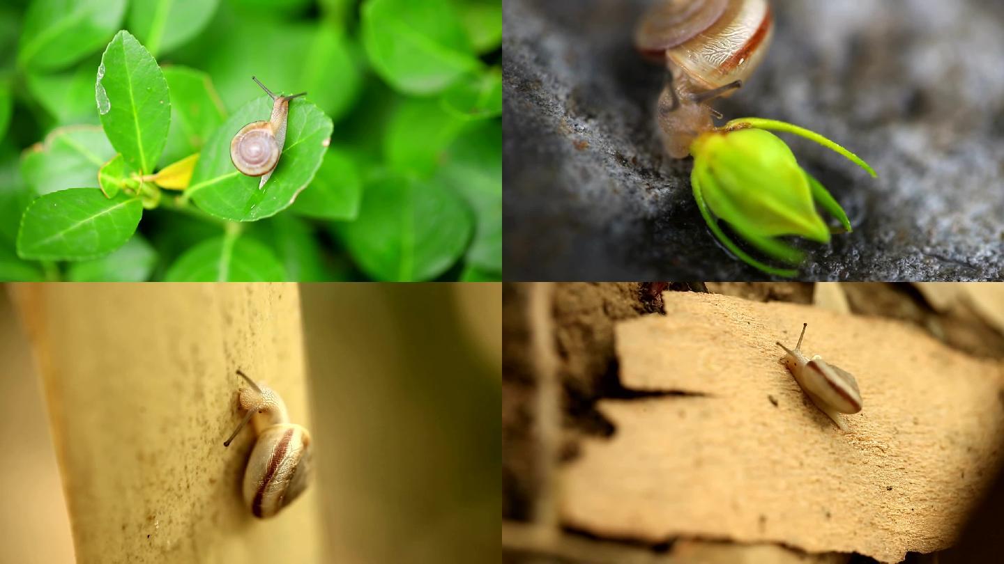 蜗牛