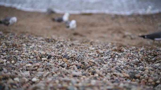 大连棒棰岛风景海滨浴场海边喂海鸥