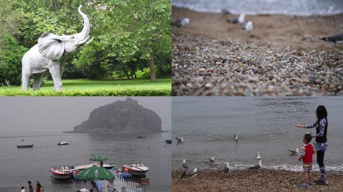 大连棒棰岛风景海滨浴场海边喂海鸥