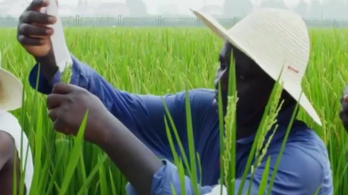90年代非洲学习中国水稻种植