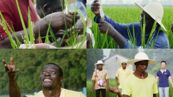 90年代非洲学习中国水稻种植